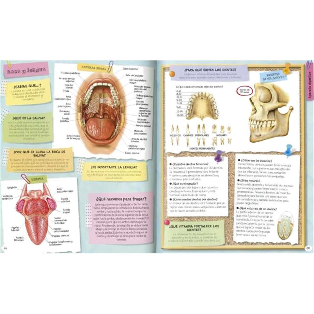 Alternative view of 1001 PREGUNTAS Y RESPUESTAS SOBRE EL CUERPO HUMANO