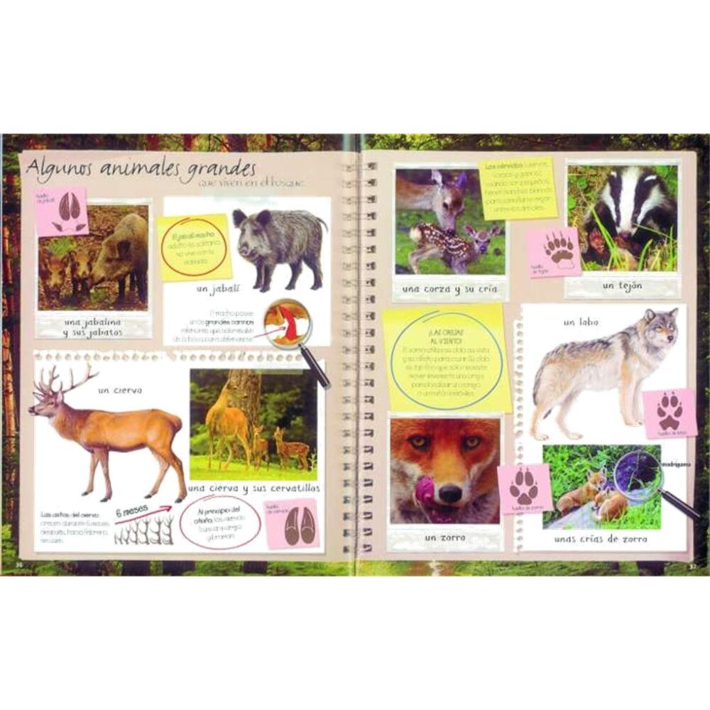 Alternative view of EL BOSQUE - MI CUADERNO DE EXCURSIONISTA
