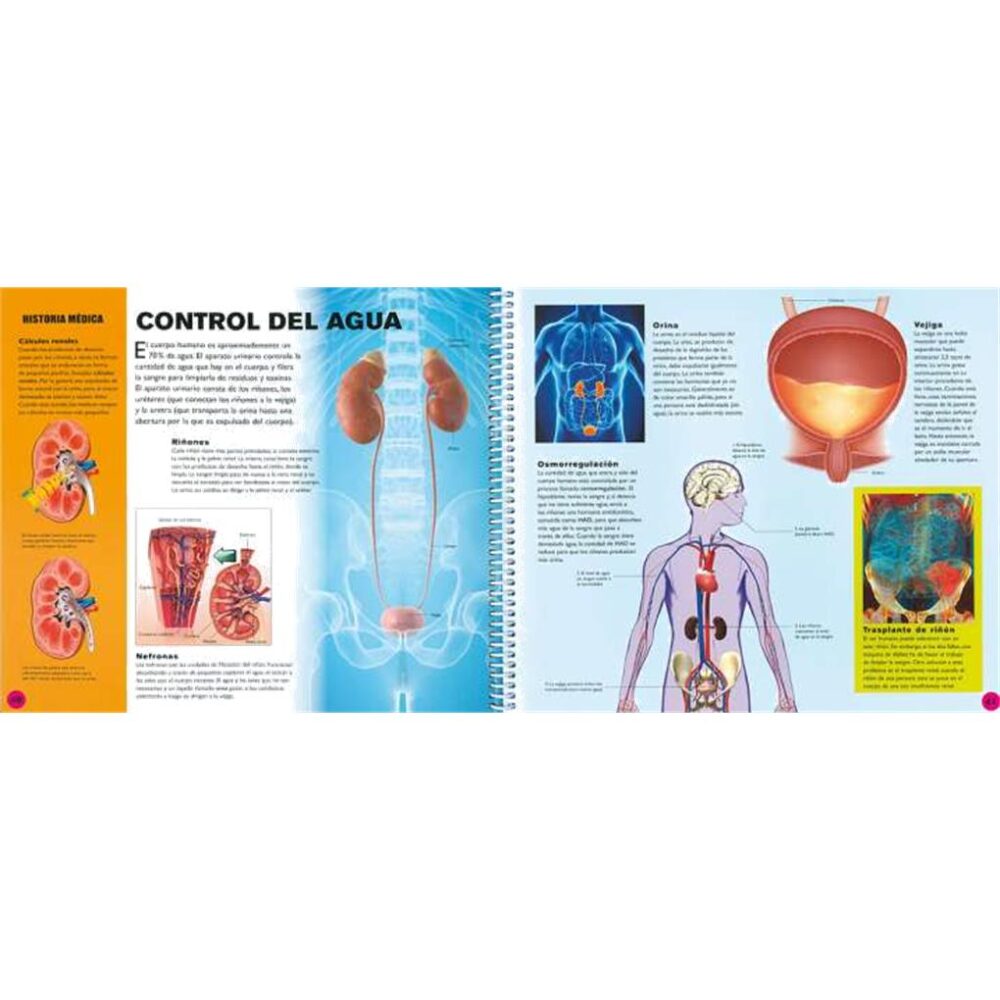 Alternative view of EL CUERPO HUMANO