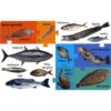 ITSASOKO ANIMALIAK - Imagen 2